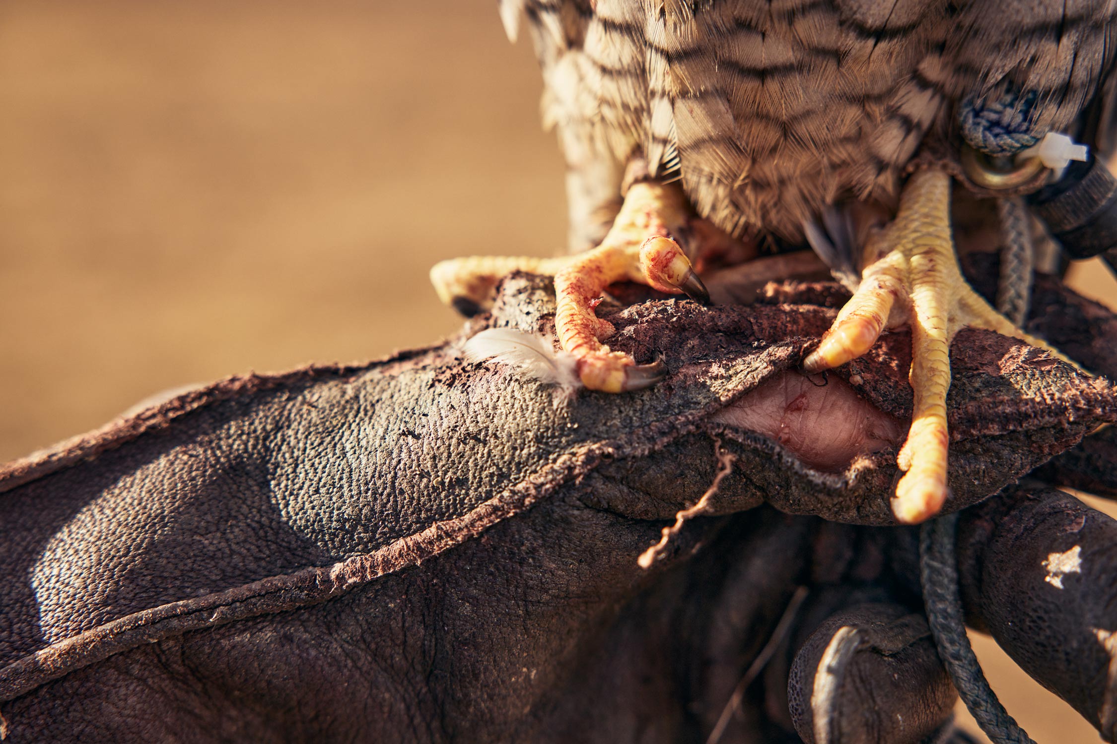 Falconry-M_Wilson-00015