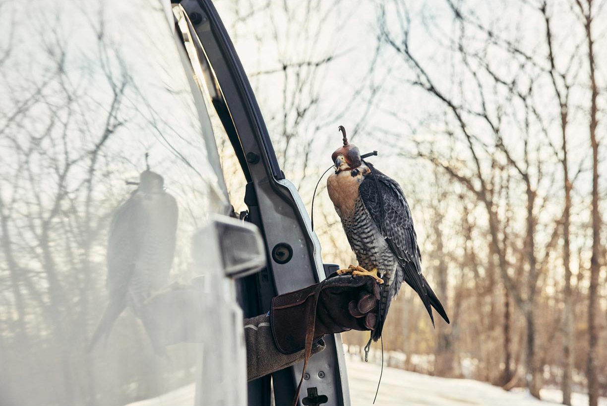 Maine Falconry 