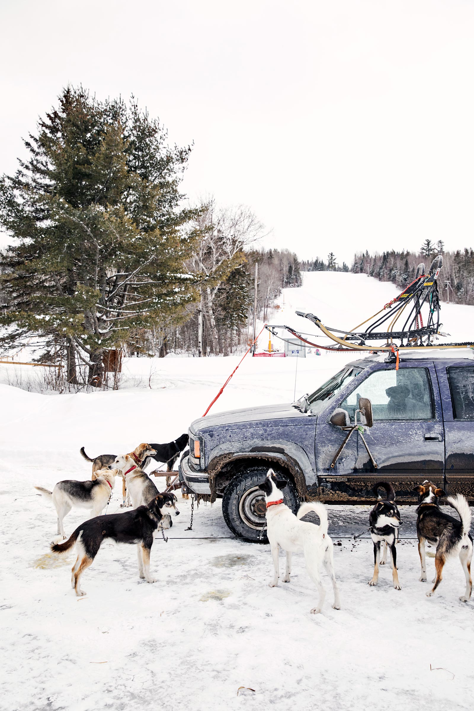 M_WilsonCan_AM-Dog-Sled00007