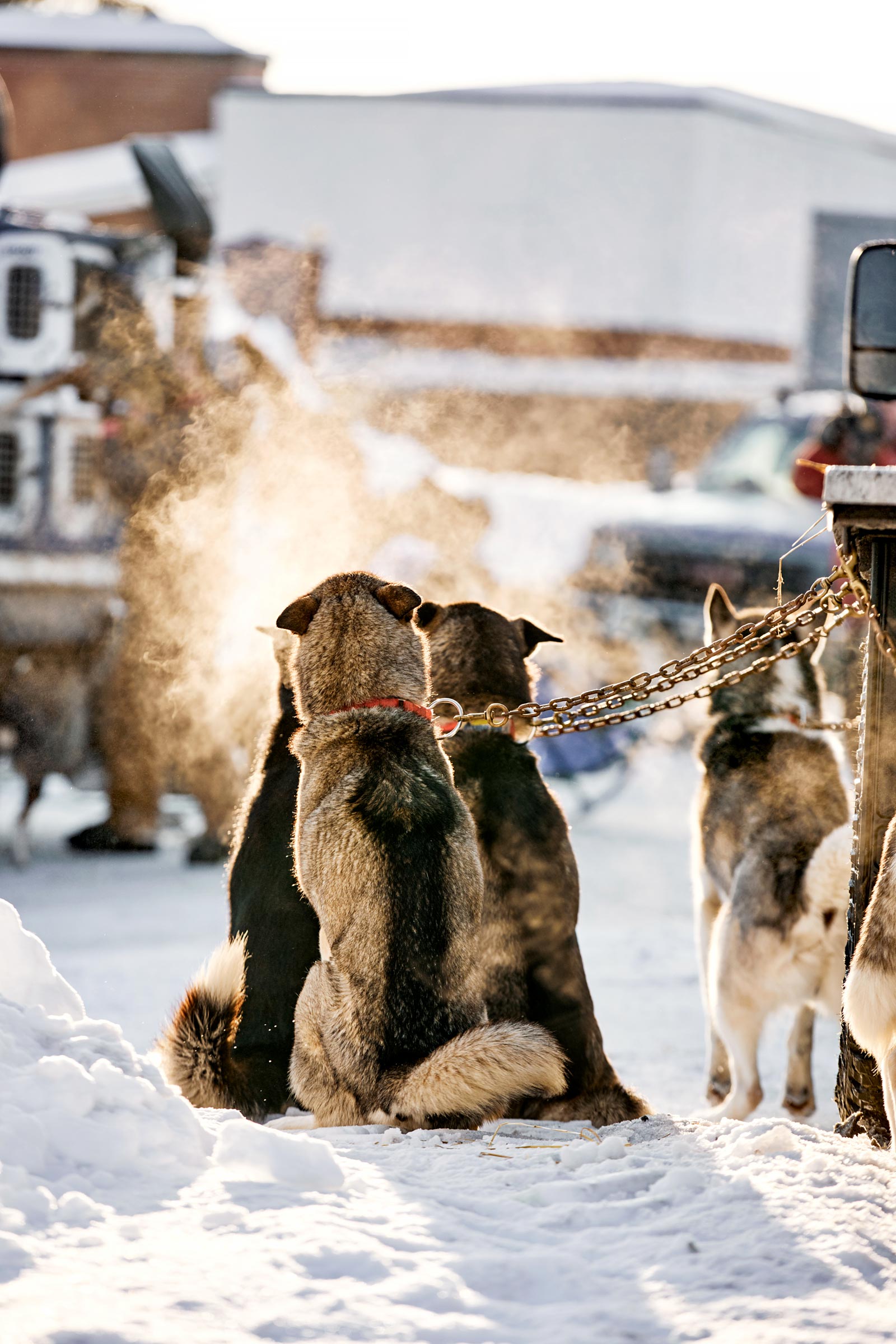 M_WilsonCan_AM-Dog-Sled00016