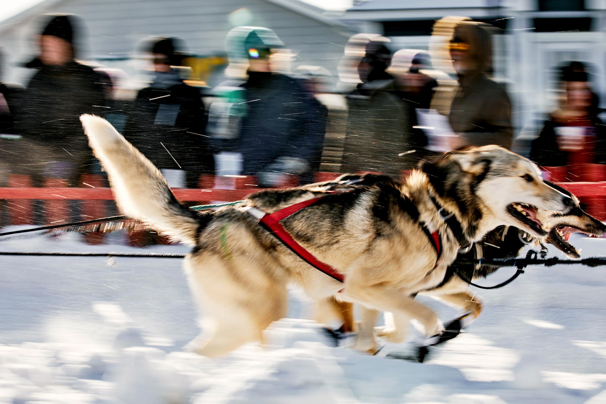 M_WilsonCan_AM-Dog-Sled00018