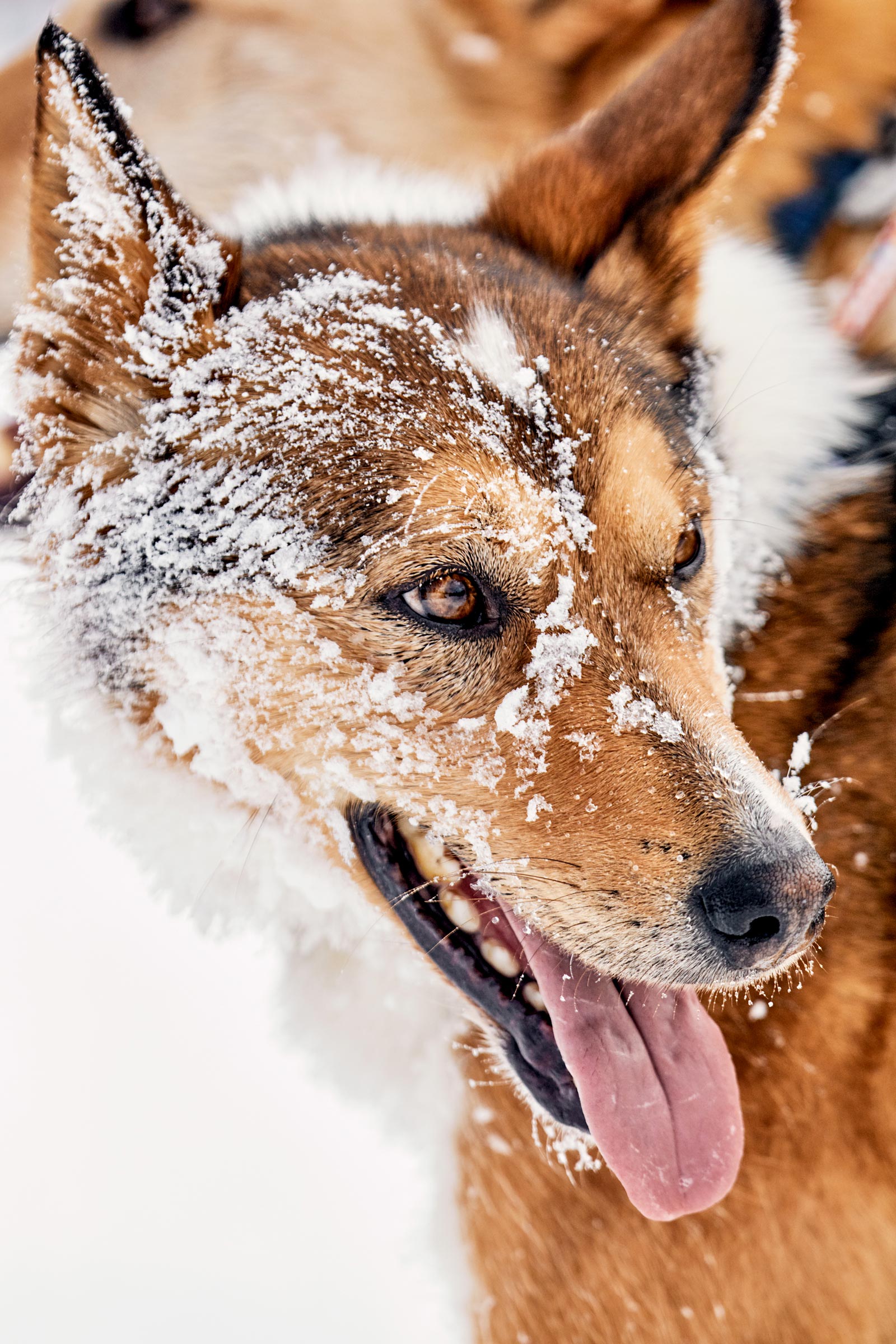 M_WilsonCan_AM-Dog-Sled00022
