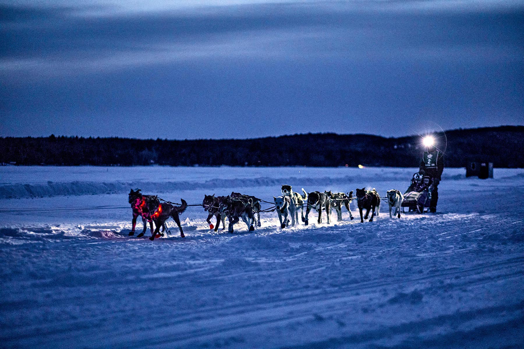 M_WilsonCan_AM-Dog-Sled00023