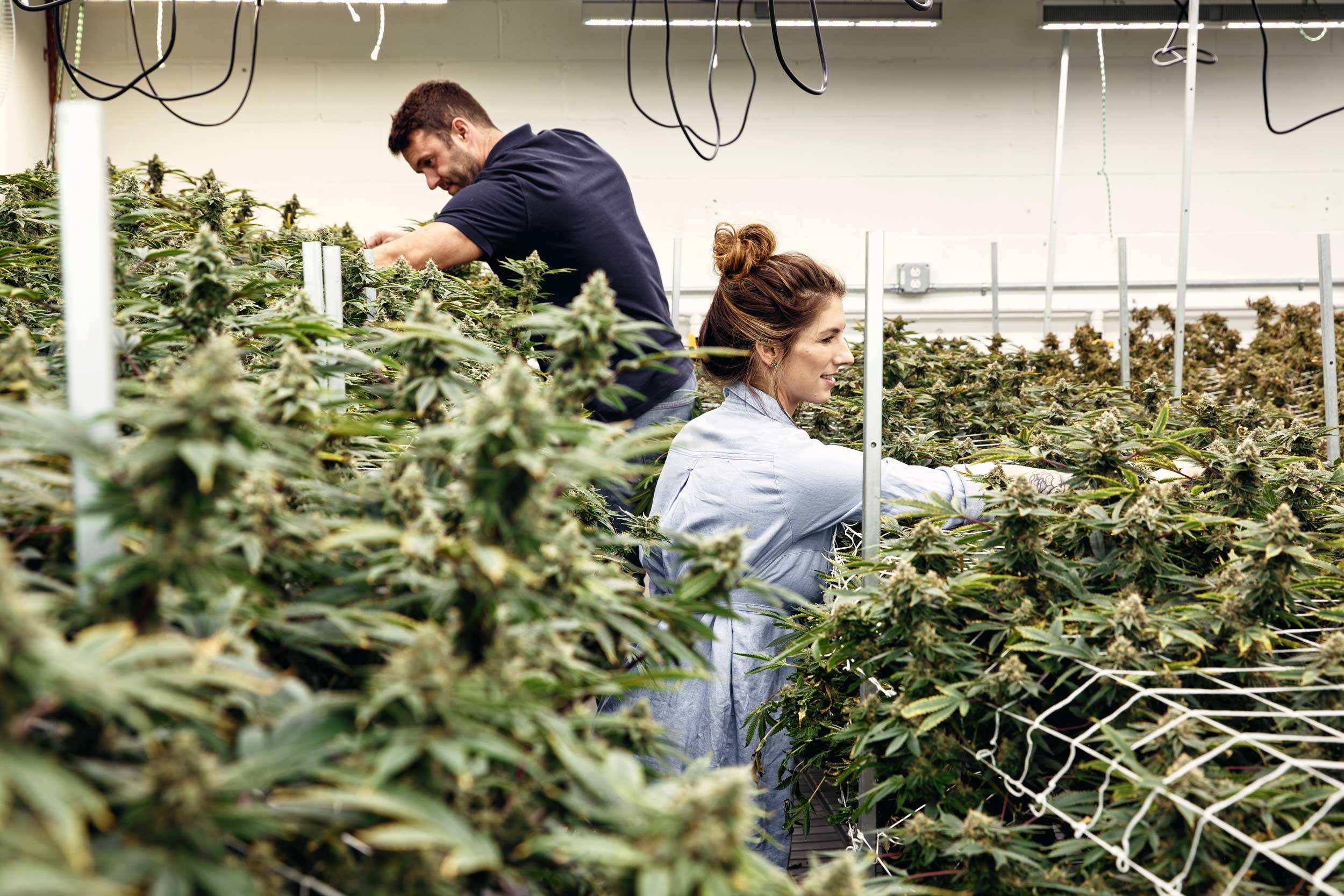 Maine-Cannabis-10