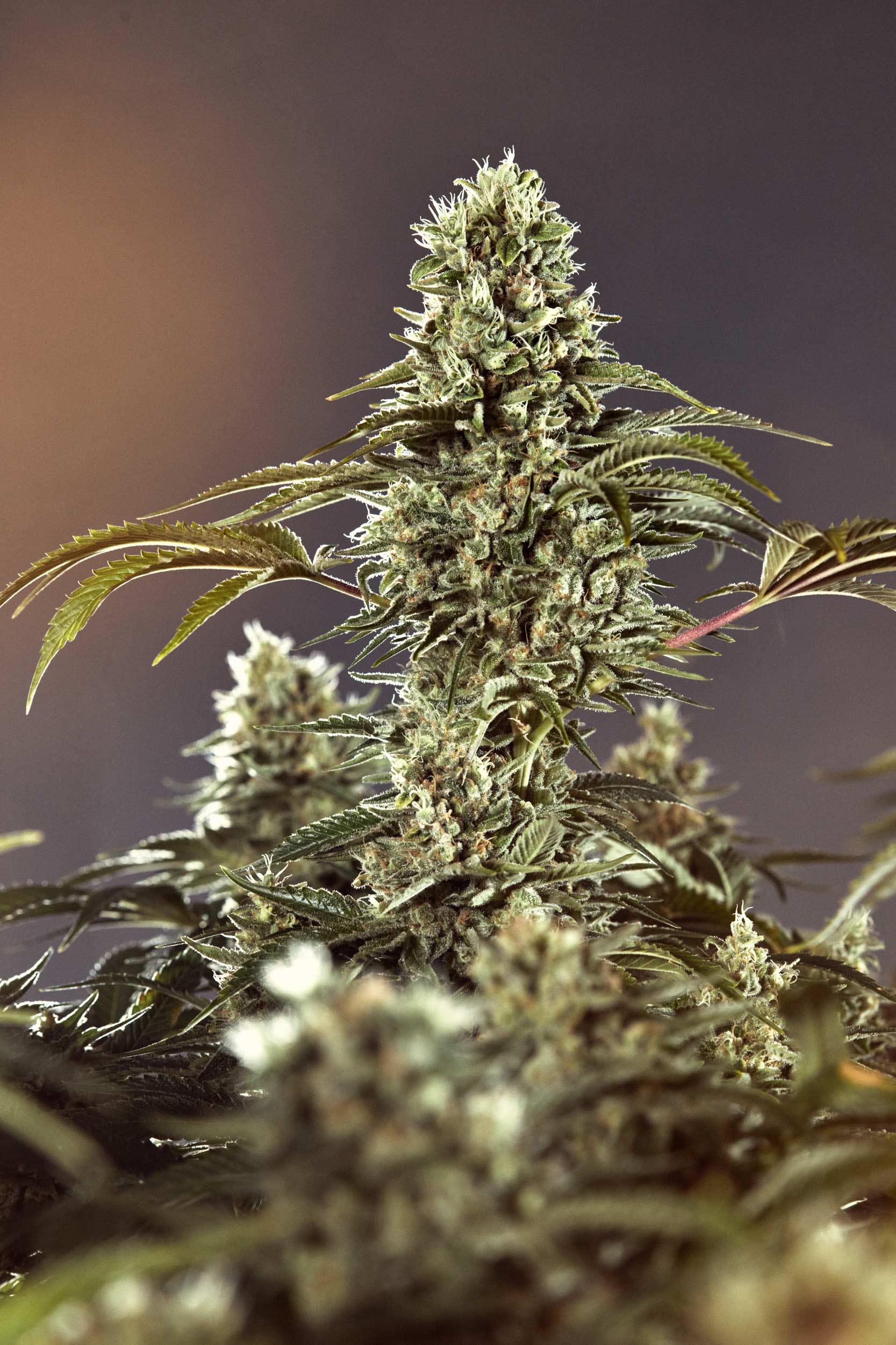 Maine-Cannabis-21