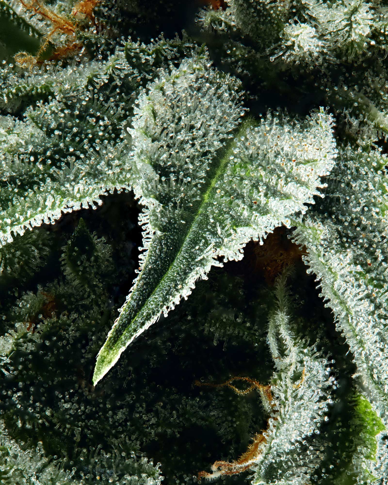 Maine-Cannabis-3