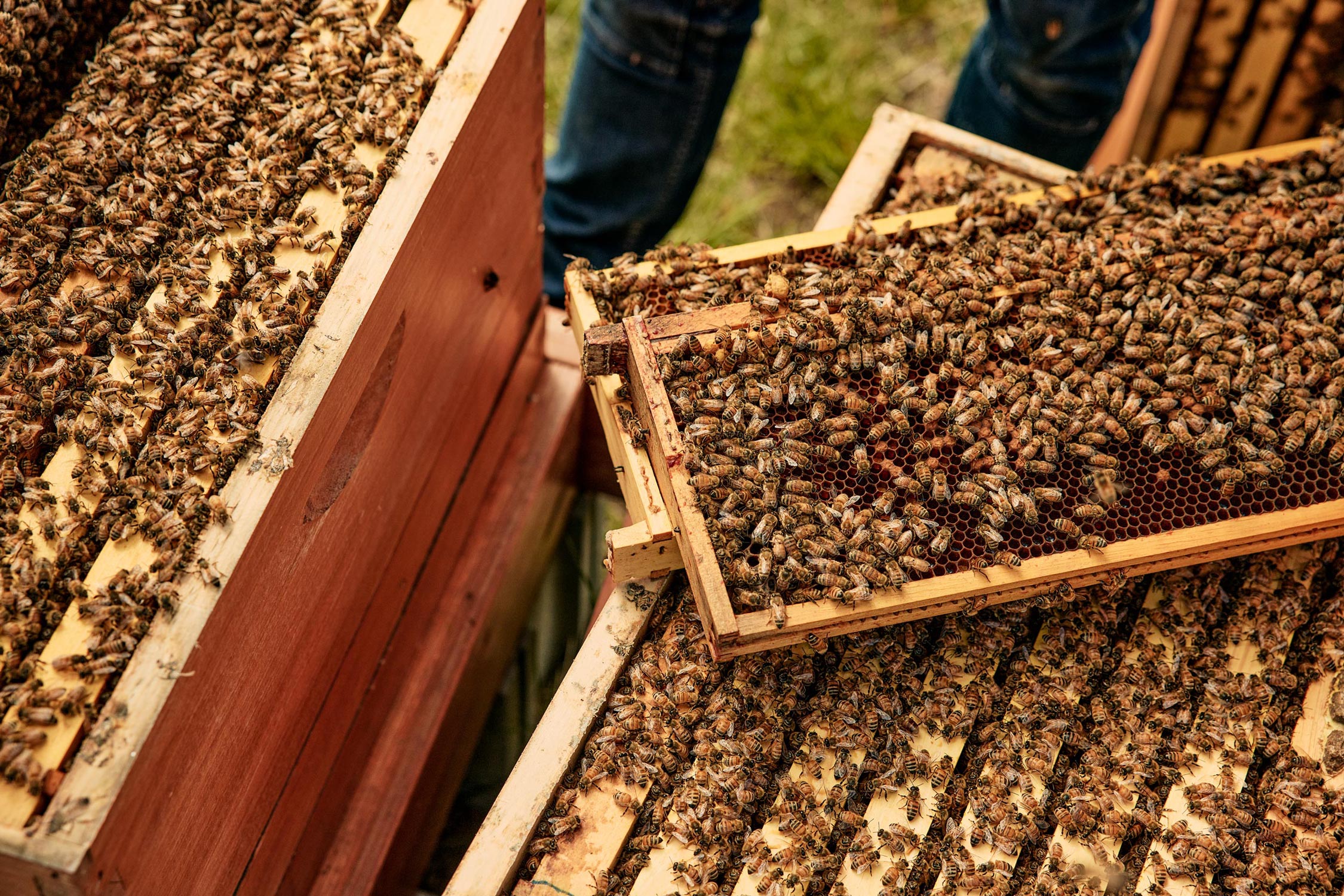 Maine Beekeepers