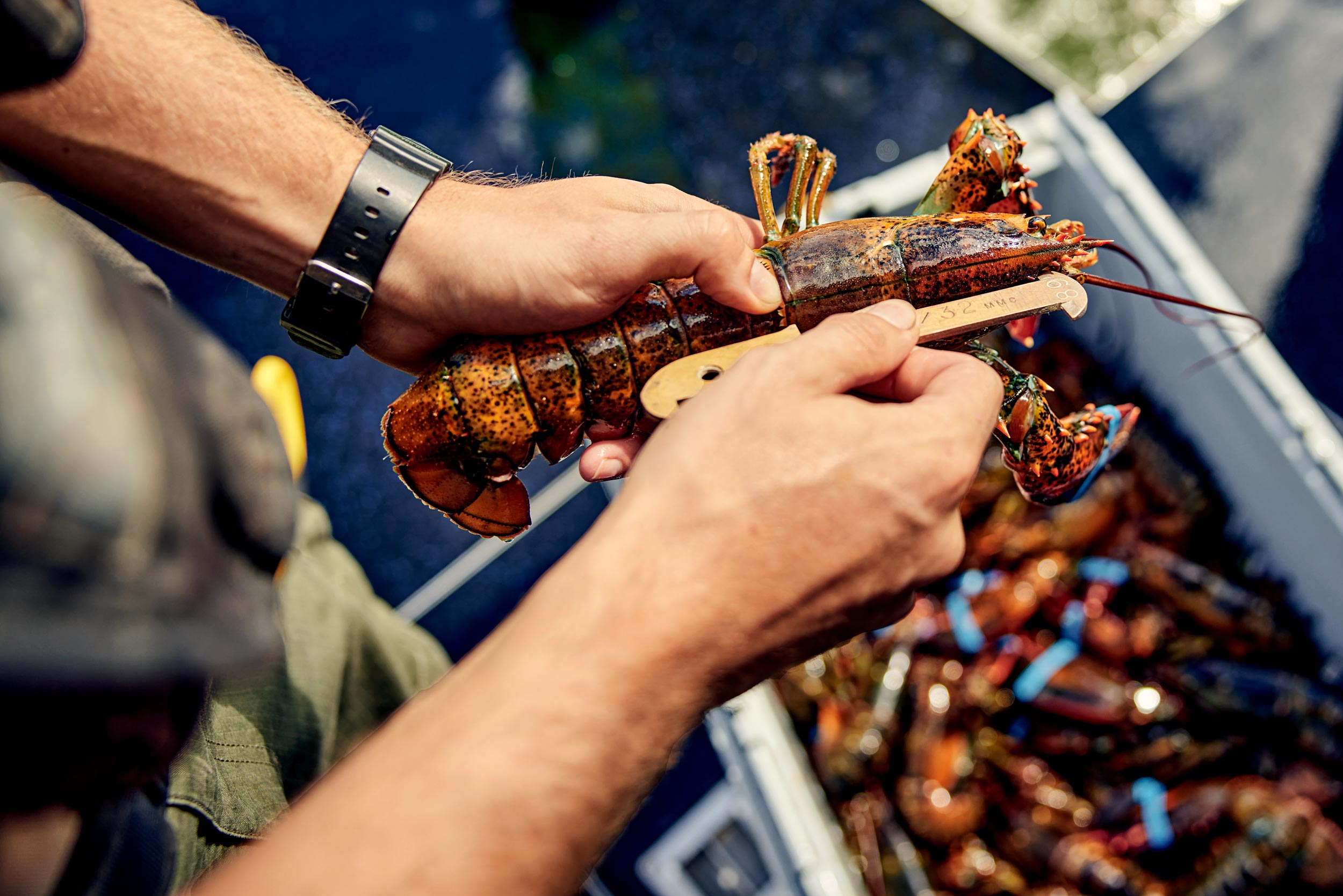 Maine_Marine_Partol_Measuring-Lobster